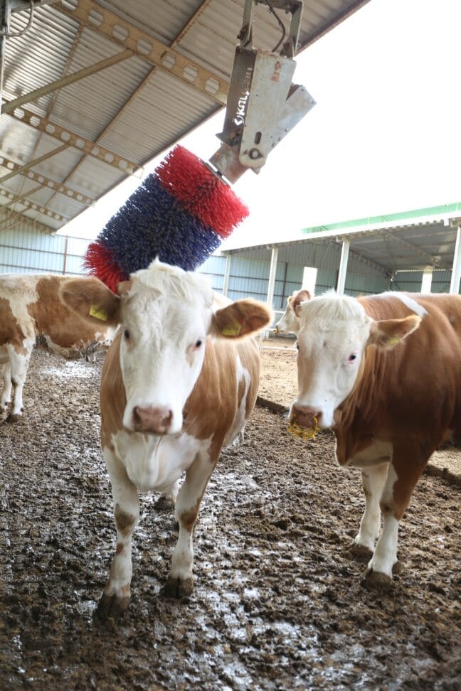 Révolutionnez la santé et la productivité de vos vaches avec le brossage automatique
